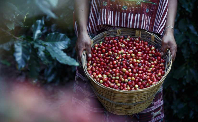 dobra kawa ziarnista 100 arabica