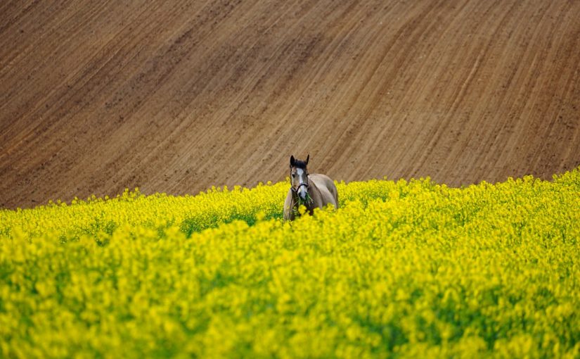 Chcąc uprawiać dorodne rośliny, musimy dać możliwość im należyte warunki.